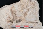 Foto (Detailansicht) von Plantae indet.  (NHMW-GEO-2024-0188-10173)